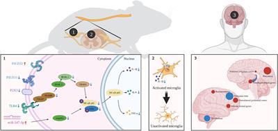 Tuina for peripherally-induced neuropathic pain: A review of analgesic mechanism